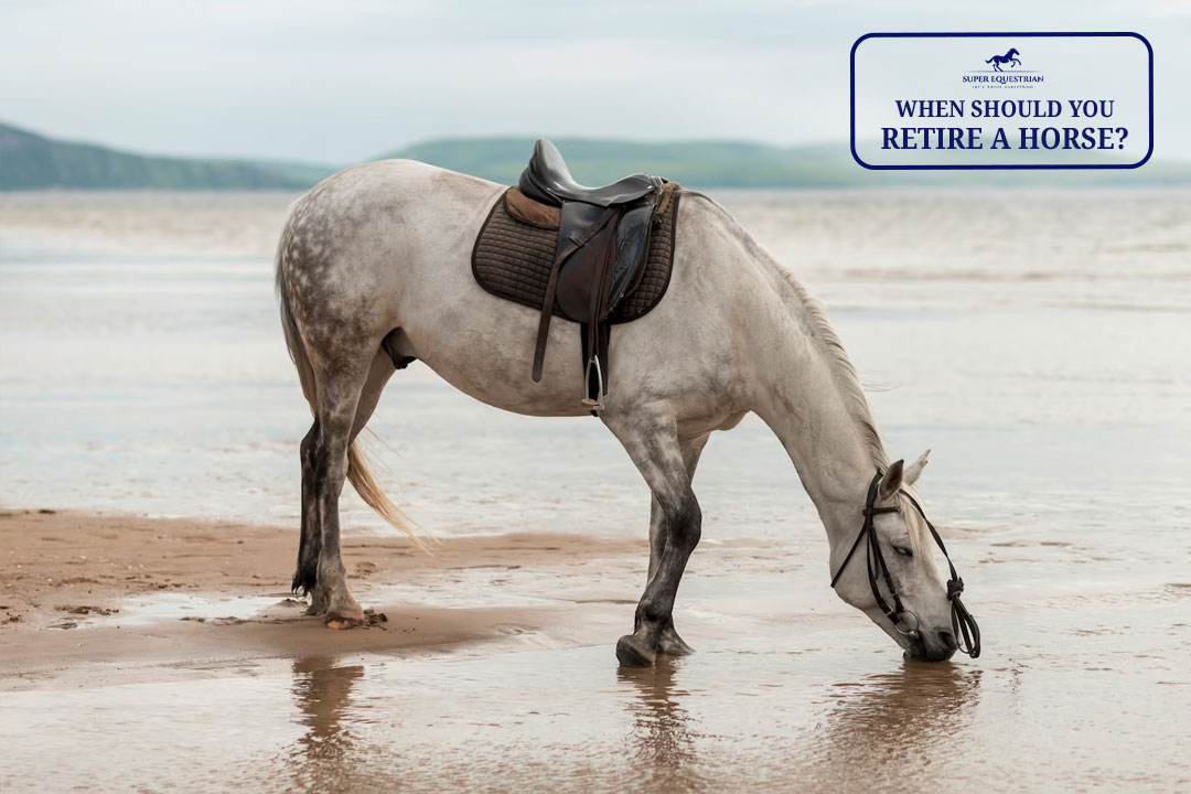 When Should You Retire A Horse 5 signs your horse is ready for